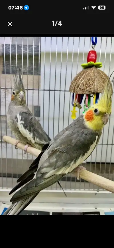 Cockatiel Gris Standard ( couple), View more