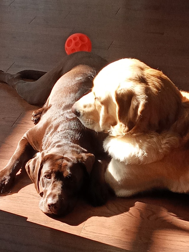 Chiots Labrador Noir/Black Labrador Puppies Chiens et chiots à