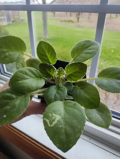 Comes in a 6&7 inch pot.