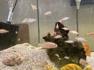Neolamprologus multifasciatus cichlids for sale. These are shell dwellers that lays eggs inside thei...