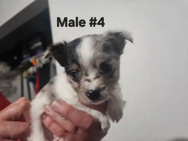 Chihuahuas in Dogs & Puppies for Rehoming in Kitchener / Waterloo - Image 6