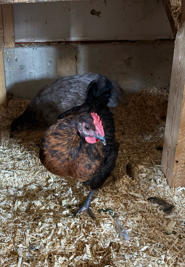 Black Copper Maran mix 9 week old rooster. in Livestock in Port Alberni - Image 3