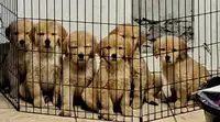Golden Retriever Pups