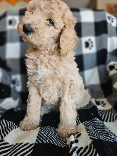 Purebred Standard Poodle Puppies, View more
