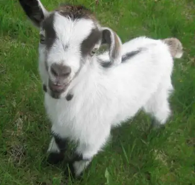 LF: Goat Kids!, View more