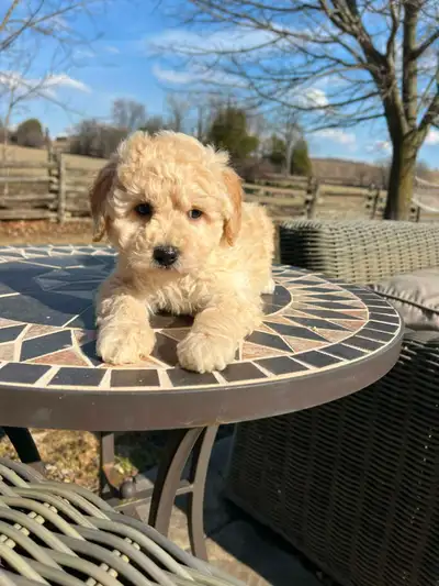 Bichapoo puppies, View more