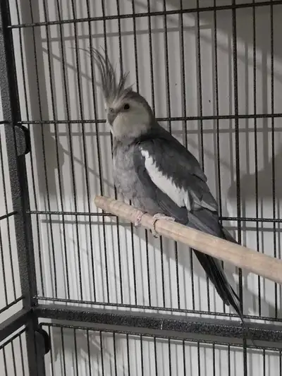 cocktails proven breeding pire  , View more