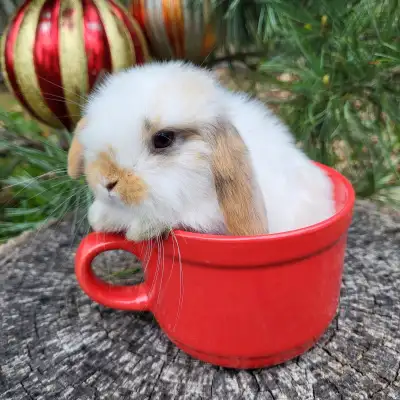 Extraordinaire bébé lapin bélier hollandais male * Holland lop, View more