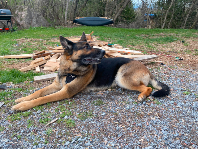 Female German Shepherd to be rehomed in Dogs & Puppies for Rehoming in Gatineau