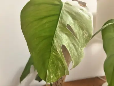 Monstera variegated top cutting avec 2 feuilles half moon mint, View more