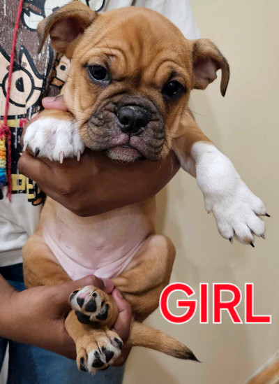 Mini English Bulldog/Boston Terrier Mixed Puppies 4 Sale