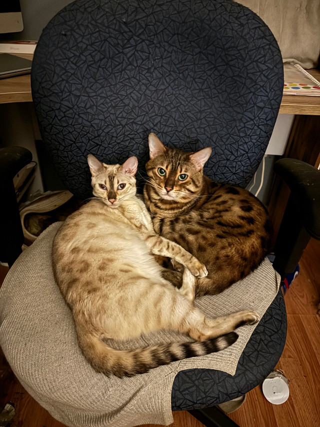 2 Beuatiful Bengals  in Cats & Kittens for Rehoming in Trenton