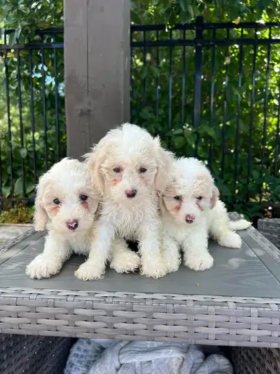 Minature Maltipoo Puppies , View more