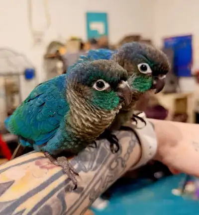Handfed baby tourquise&violet conure, View more