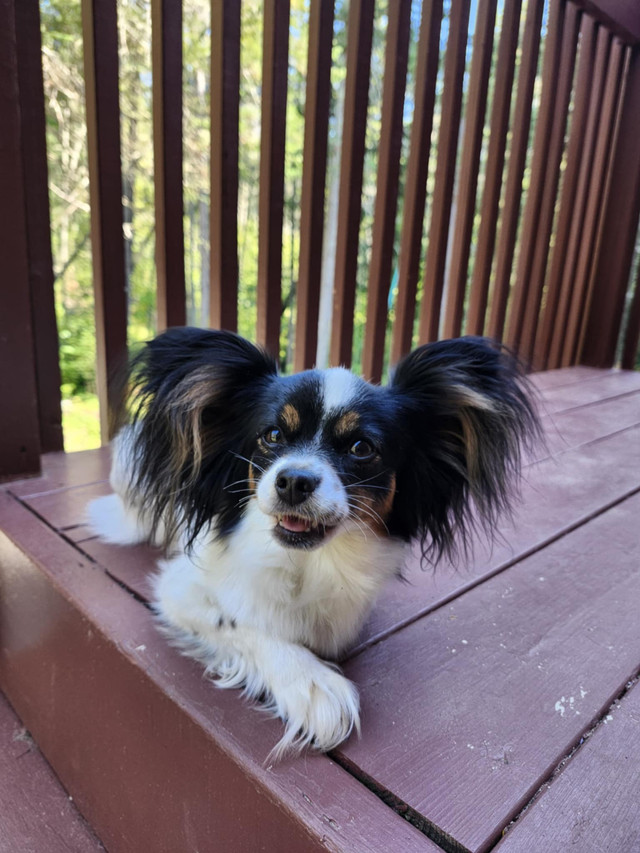 Épagneul papillon femelle 3 ans dans Chiens et chiots à adopter  à Laurentides - Image 4
