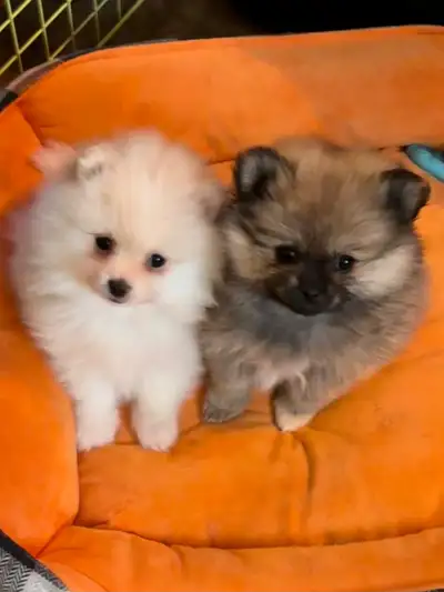 Tiny Purebred Pomeranian Puppies, View more