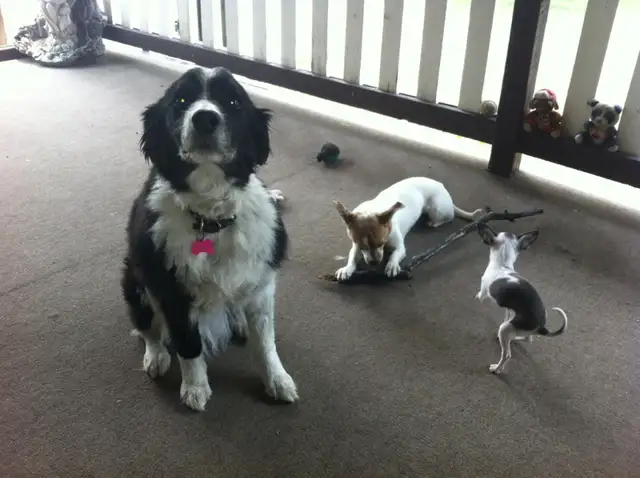 CANCELLED TEES 7 BUS MARKET SALE - ANIMAL FUNDRAISER in Events in Red Deer - Image 4