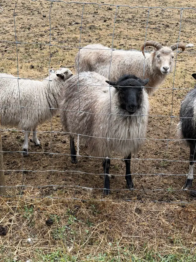 Icelandic lambs in Livestock in Vernon - Image 4