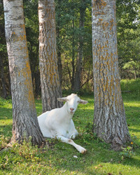Saanen milking goat, companion and stud