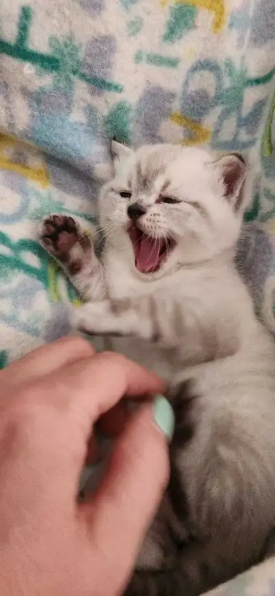 Exclusive BOY Ragdoll × British Shorthair  Kitten ♥️, View more