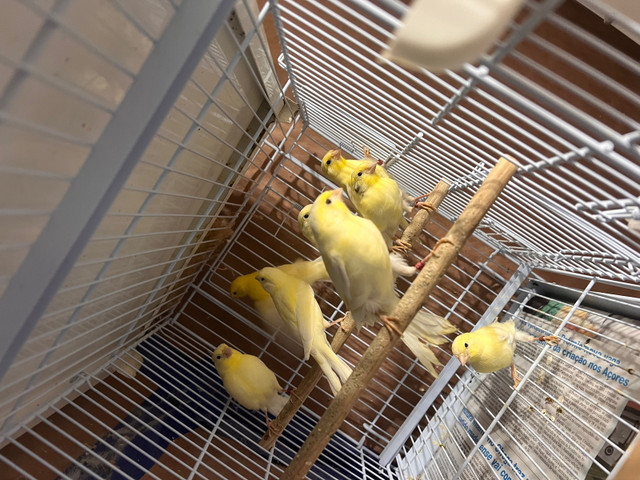 Pair Yellow canaries for sale in Birds for Rehoming in City of Toronto