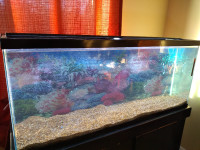 55 Gal Aquarium / Fish Tank