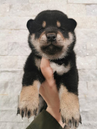 Shiba adult and Shiba puppy girl looking for good home 