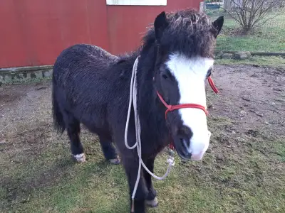 Pony for sale. Sweet 11 year old 10.1 hh gelding, View more