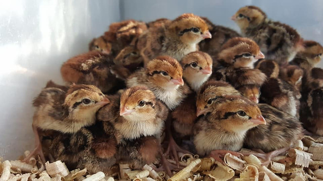 Jumbo Day old quails in Livestock in City of Toronto - Image 2