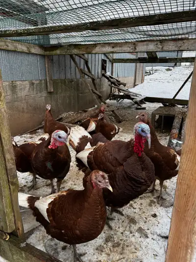Red Bourbon Turkey - 1 Tom, 3 Hens, View more