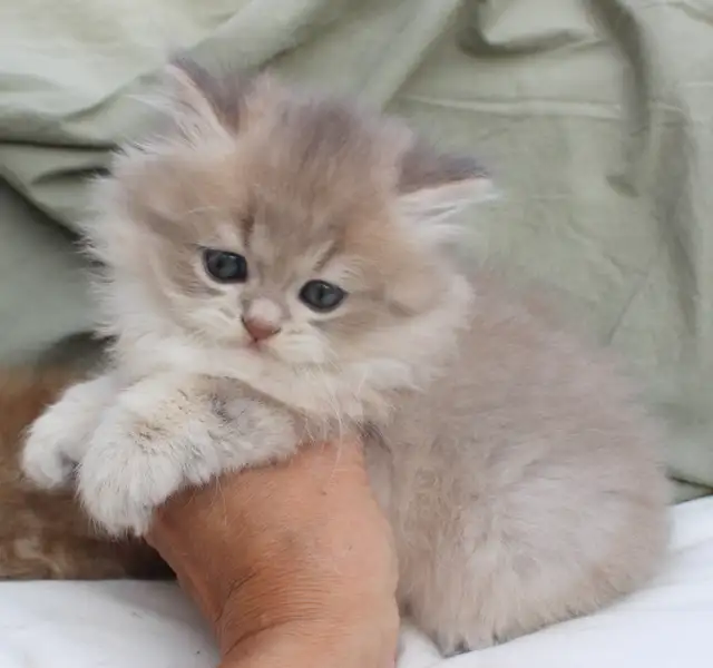 Rare Teddy Bear Kittens (British Longhair) in Cats & Kittens for Rehoming in Winnipeg - Image 3