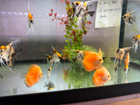 red pigeon discus on sale at TT PETS