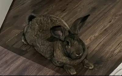 lapin mâle 1 ans géant des flandres, View more