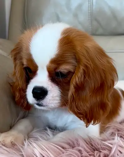 This adorable, sweet, baby girl is purebred from an amazing blood line of Cavaliers. She’s a very hi...