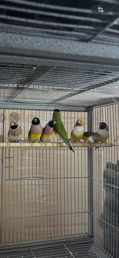 Gouldians, View more