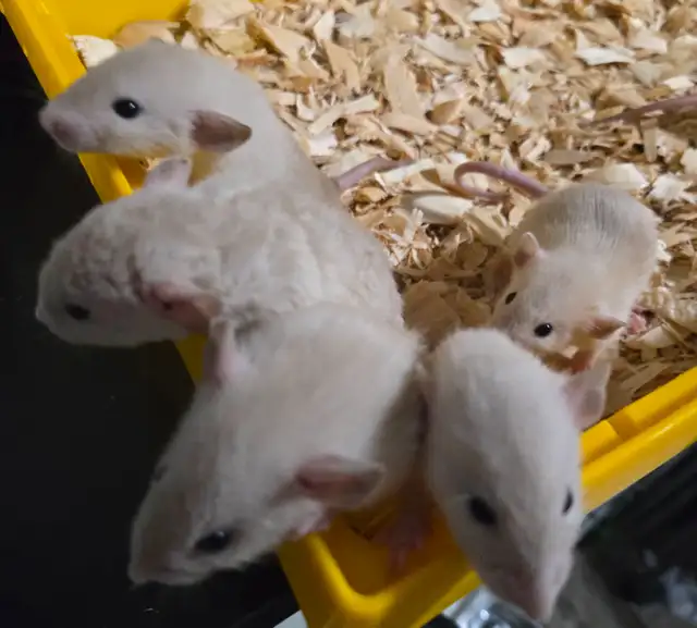 Black eyed siamese baby rats in Small Animals for Rehoming in Windsor Region - Image 5