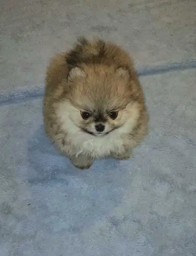 I'm pleased to announce the arrival of three Girls born Nov 29. Proud parents are on site. Mom came...