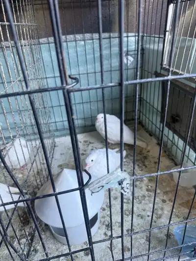 Pigeons for Rehoming, View more