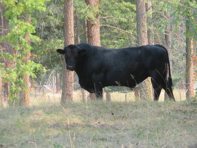 Crossbred bulls for sale in Livestock in Vernon - Image 3