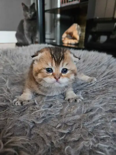 chaton scottish fold et straight pure race, View more