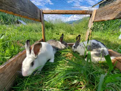 Beautiful coloured rabbits, used to being handled. Great for breeding, their parents have had many l...