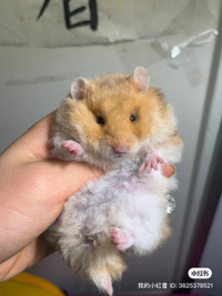 Ethically bred and raised Syrian hamsters