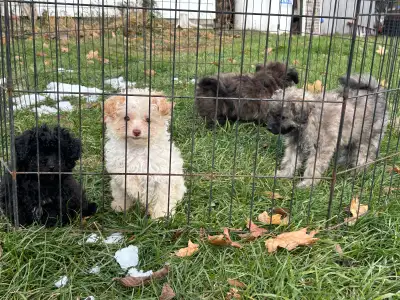 small toy poodle puppies, View more