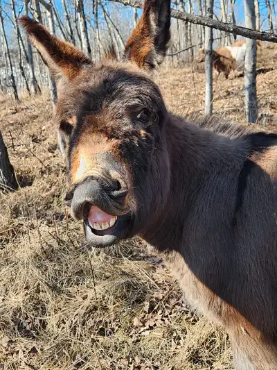 Snickers is 18 months old and is a Character. He has been raised with a couple goats and loves to ru...