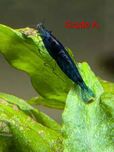 Blue Dream Shrimp, View more