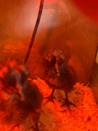 Ayam cemanis chicks oct 1