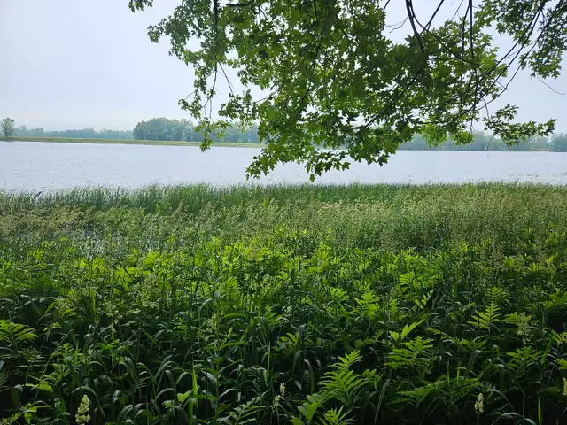 3.5-acre plot to clear the tall vegetation63234473031427122