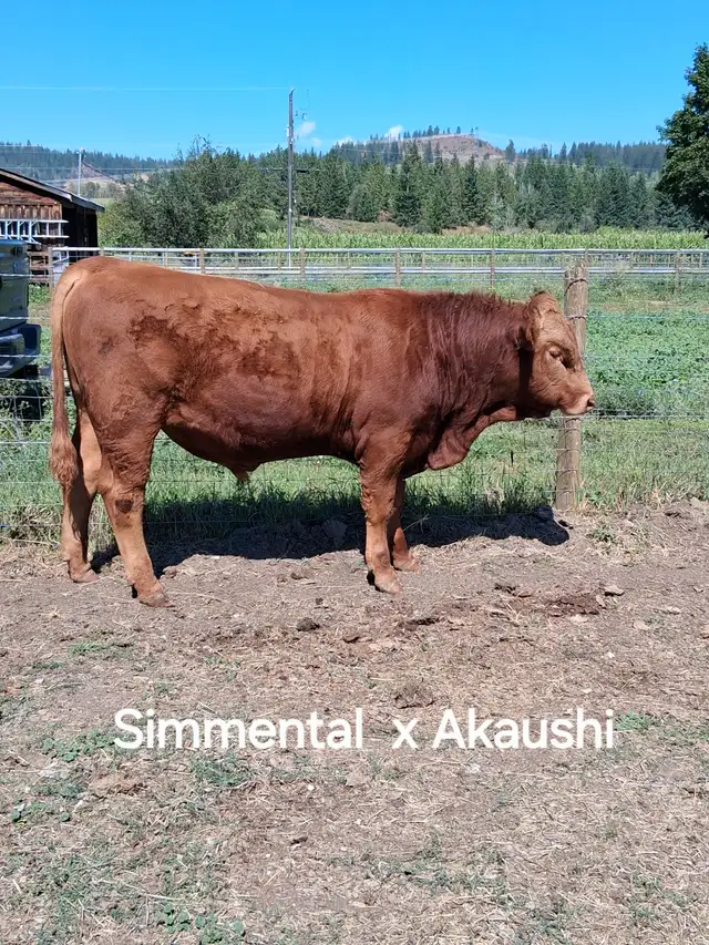 Akaushi  ( Red Wagyu)  Bulls in Livestock in Vernon - Image 4