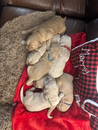 Purebreed Golden Retriever Puppies - Ready for Holidays, View more
