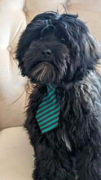  4 mth Shihpoo Male Puppy(PENDING SALE)
